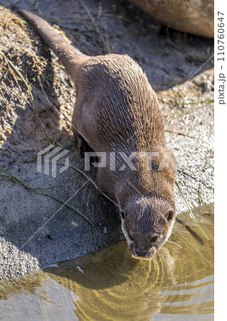 元気に遊ぶコツメカワウソ 神戸どうぶつ王国 兵庫県神戸市 元気に遊ぶコツメカワウソ 神戸どうぶつ王国 兵庫県神戸市 110760647