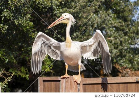 羽を広げるモモイロペリカン　神戸どうぶつ王国　兵庫県神戸市 110760724