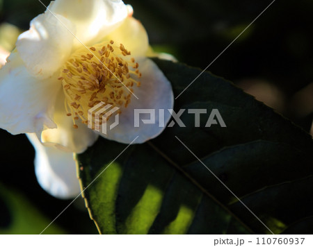 12月に咲いた大理茶(ダイリチャ)の花 12月に咲いた大理茶(ダイリチャ)の花 110760937
