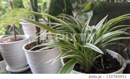 plants growing in pots in greenhouse plants growing in pots in greenhouse 110760952