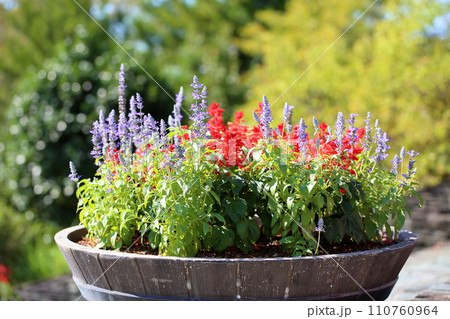 サルビア　ファリナセアの花 110760964