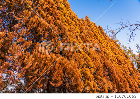 紅葉した冬のコニファー 110761065