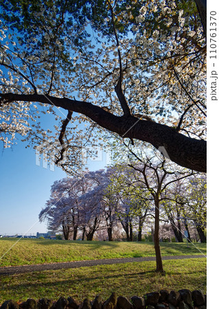 港北ニュータウン・中川八幡山公園のサクラ 港北ニュータウン・中川八幡山公園のサクラ 110761370