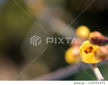2月に咲いた黄色い蝋梅(ロウバイ)の花 2月に咲いた黄色い蝋梅(ロウバイ)の花 110761475