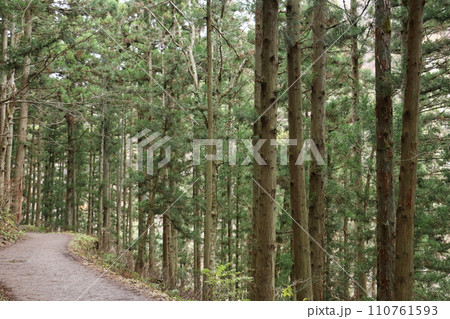 地獄谷温泉野猿公苑に続く杉木立の林道 地獄谷温泉野猿公苑に続く杉木立の林道 110761593
