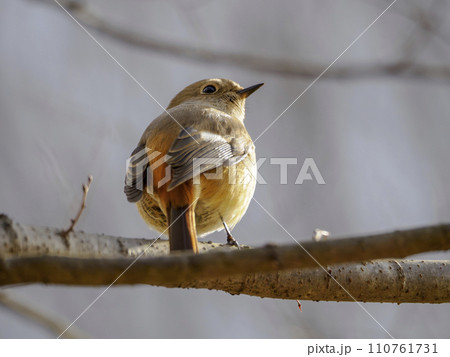 見返りジョウビタキ 110761731