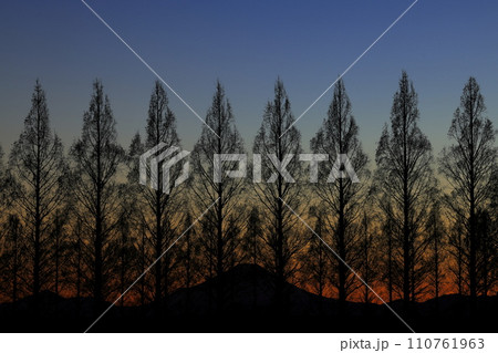 メタセコイア並木越しの夕暮れの富士山 110761963