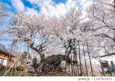 「山梨県」日本初の天然記念物指定 山高神代桜 「山梨県」日本初の天然記念物指定 山高神代桜 110761972