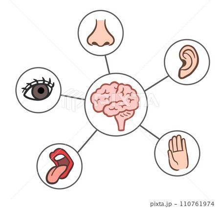 五感、視覚、嗅覚、聴覚、味覚、触覚 110761974