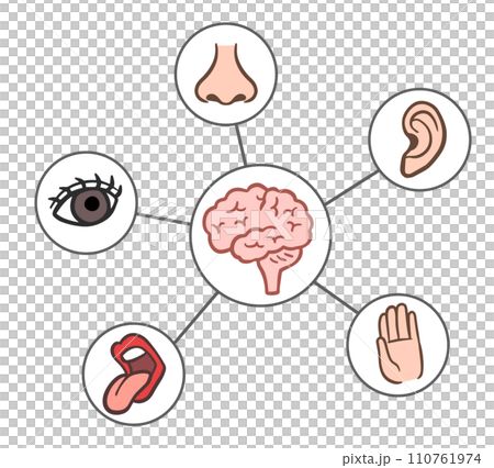 五感、視覚、嗅覚、聴覚、味覚、触覚のイラスト素材 [110761974] PIXTA