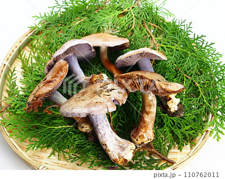 収穫したカワムラフウセンタケ 収穫したカワムラフウセンタケ 110762011