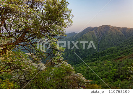 シロヤシオツツジ咲く丹沢稜線から見る朝の山並み 110762109
