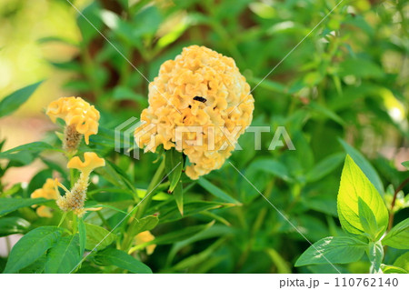 華やかケイトウの花 110762140