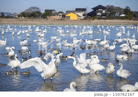 越冬する白鳥とカモ 印西市 白鳥の郷 越冬する白鳥とカモ 印西市 白鳥の郷 110762167