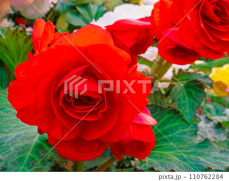 球根ベゴニアの美しい赤い八重咲きの花 球根ベゴニアの美しい赤い八重咲きの花 110762284