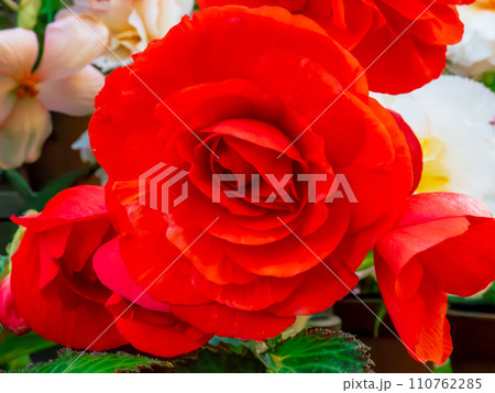 球根ベゴニアの美しい赤い八重咲きの花 球根ベゴニアの美しい赤い八重咲きの花 110762285