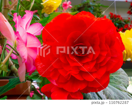球根ベゴニアの美しい赤い八重咲きの花 110762287