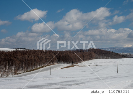 雪が溶け始めた畑とカラマツ林 雪が溶け始めた畑とカラマツ林 110762315