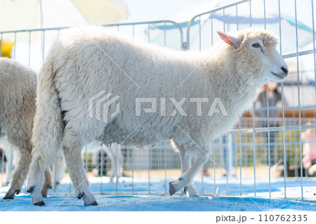 柵から顔を出す羊 110762335