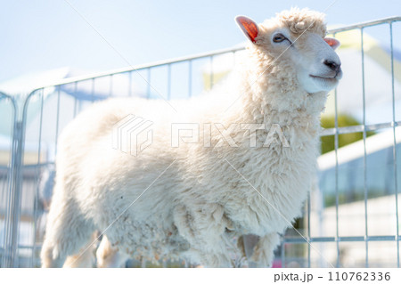 柵から顔を出す羊 110762336