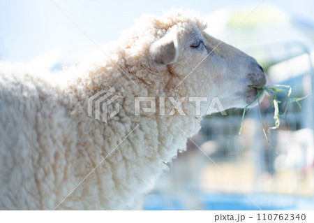 羊の横顔 110762340
