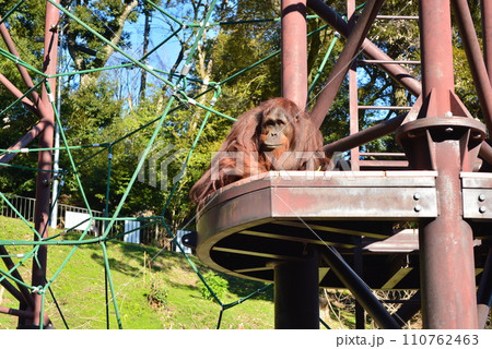 福岡市動物園　オラウータン 110762463