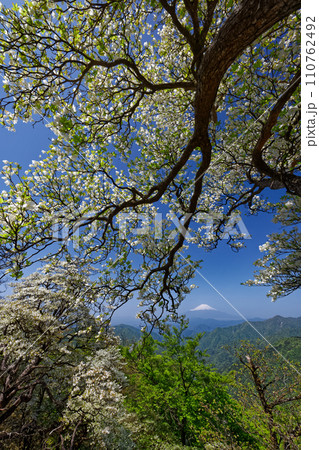 シロヤシオツツジ咲く丹沢主脈縦走路から見る富士山 110762492