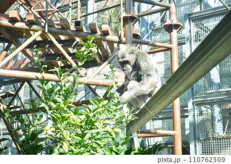 福岡市動物園 チンパンジー 福岡市動物園 チンパンジー 110762509