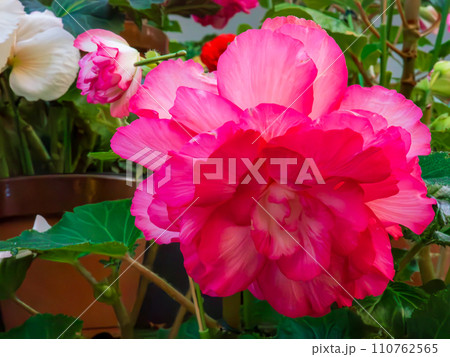 球根ベゴニアの美しい赤と白の八重咲きの花 球根ベゴニアの美しい赤と白の八重咲きの花 110762565