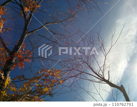 初冬の空と紅葉～夕暮れ時 110762701