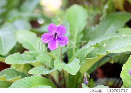 ストレプトカーパスの花 110762717