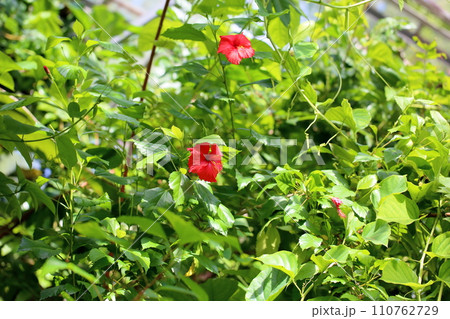 ハイビスカスの花 110762729