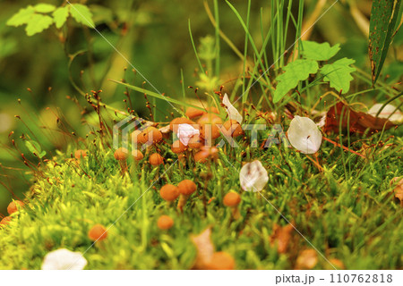 苔の上の桜の花びらとキノコ 苔の上の桜の花びらとキノコ 110762818