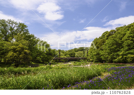 初夏の泉の森公園の風景 初夏の泉の森公園の風景 110762828