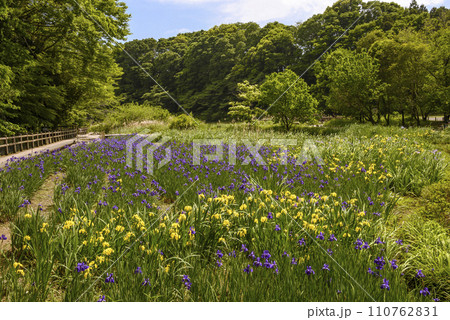 初夏の泉の森公園の風景 初夏の泉の森公園の風景 110762831
