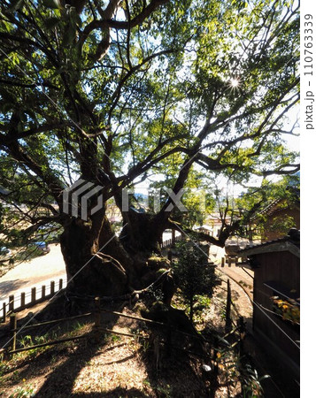 大谷のクスノキ（須賀神社） 高知県須崎市大谷 110763339
