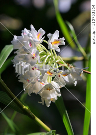 白い蘭の花・ネオベンサミア・グラキリス 110763354