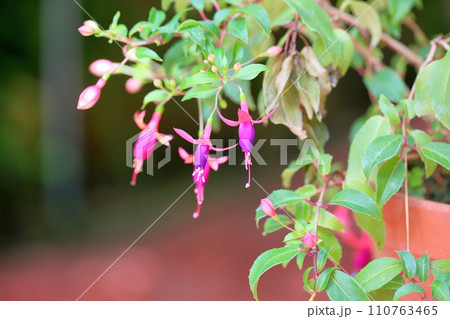 フクシアの花 フクシアの花 110763465