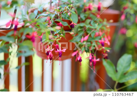 フクシアの花 フクシアの花 110763467