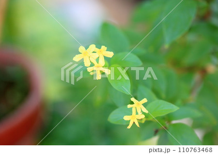 コンロンカの花 110763468
