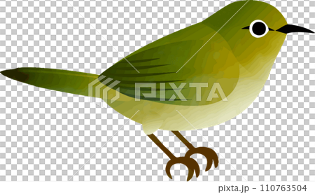 Icon, decoration, decoration, white-eye, bird, spring, watercolor, texture, illustration material Icon, decoration, decoration, white-eye, bird, spring, watercolor, texture, illustration material 110763504