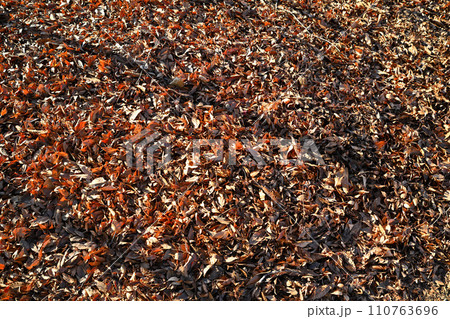 落葉と樹木の影 冬模様 落葉と樹木の影 冬模様 110763696