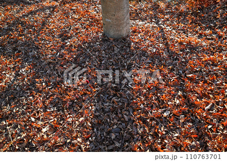 落葉と樹木の影　冬模様 110763701