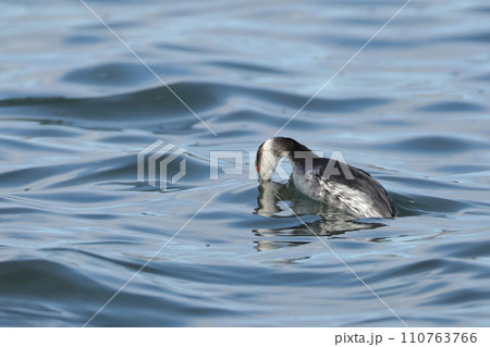 生き物 野鳥 ハジロカイツブリ、潜水するところ。水中で小魚や甲殻類などを捕えます 生き物 野鳥 ハジロカイツブリ、潜水するところ。水中で小魚や甲殻類などを捕えます 110763766