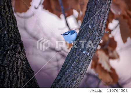 ゴジュウカラ ゴジュウカラ 110764008