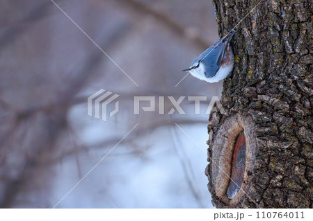 ゴジュウカラ 110764011