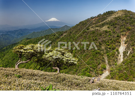 シロヤシオツツジ咲く丹沢主脈縦走路から見る富士山 シロヤシオツツジ咲く丹沢主脈縦走路から見る富士山 110764351