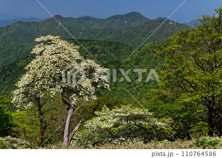 シロヤシオツツジ咲く丹沢主脈縦走路から見る檜洞丸 110764586