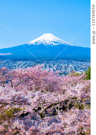 桜と富士山(新倉山浅間公園) 桜と富士山(新倉山浅間公園) 110764659