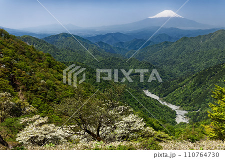 シロヤシオツツジ咲く丹沢主脈縦走路から見るユーシン渓谷と富士山 シロヤシオツツジ咲く丹沢主脈縦走路から見るユーシン渓谷と富士山 110764730